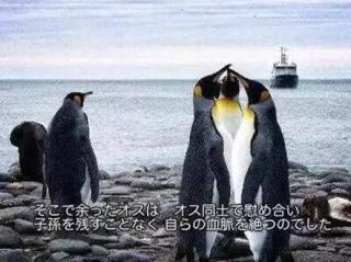 ネットミーム